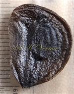  Seed